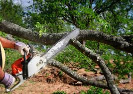 Leaf Removal in Denmark, SC