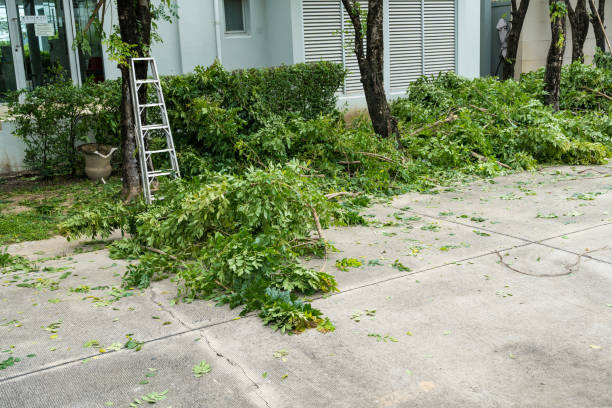 Tree and Shrub Care in Denmark, SC